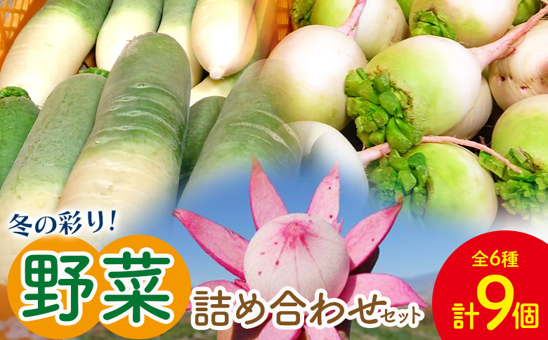 定番 冬の彩り野菜セット(白菜、カブ、 大根) sy-0009