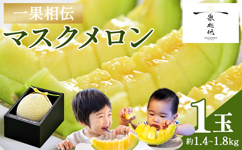 メロン マスクメロン1玉入り1.4kg〜1.8kg [株式会社篤農(高知県香南市)][tn-0010]