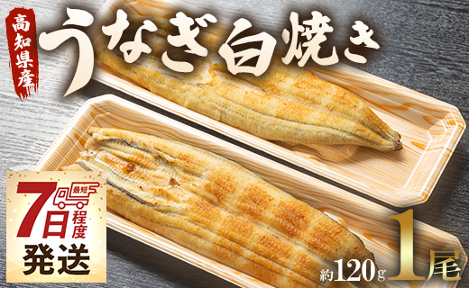 [7日程度で発送]うなぎ白焼き 1尾(約120g)(無頭) - 送料無料 鰻 ウナギ 魚介 山椒塩 惣菜 おかず のし ギフト 贈答 贈り物 プレゼント 丑の日 国産 うなぎ屋きた本 高知県 香南市 冷凍 un-0016