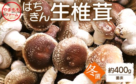 やまももファーム椎茸 冬菌はちきん生椎茸(菌床)約400g - 送料無料 しいたけ シイタケ きのこ キノコ 野菜 肉厚ぷりぷり 料理具材 お鍋 汁物 出汁 国産 高知県 香南市 yo-0010