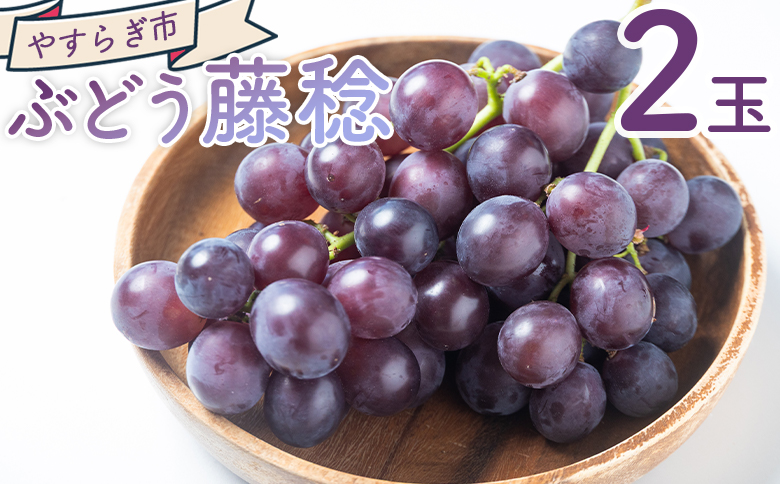 ぶどう 藤稔 2P yr-0098