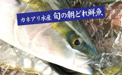 四国一小さなまちの鮮魚】～海の幸～旬の朝どれ鮮魚セット カネアリ水産の鮮魚定期便３ヶ月 季節 四季 旬 春 夏 秋 冬 鮮魚 カツオ サバ 金目鯛  カンパチ 魚 海鮮 冷蔵: 田野町ANAのふるさと納税