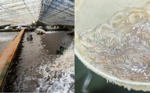 田野町産うなぎの蒲焼き10本