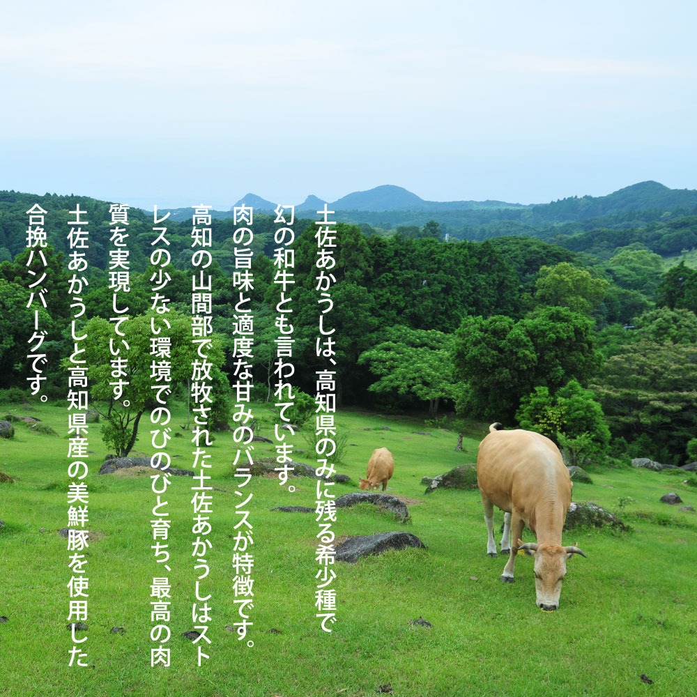 幻のあかうし和牛ハンバーグ 8個入り 1個130g 特製デミソース トマトソース付き 田野屋青蜂 白鯆 完全天日塩練り込み 肉 お肉 国産牛 おかず おいしい お取り寄せ 冷凍 配送 高知県 田野町