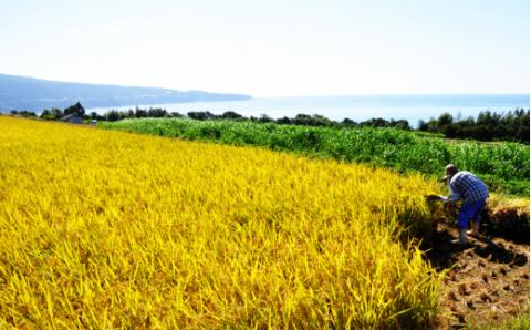 ★ 令和5年産 新米 ★【四国一小さなまち】 田野米 5kg （ 5kg × 1袋 ） ～ 精米 ・ 白米 ～