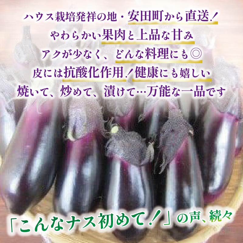 収穫したその日に発送する新鮮ナス 20~24本程度 先行受付 朝採れ ナス 大容量 20本以上 採れたて 産地直送 小分け 大人気 新鮮 旬 野菜 茄子 焼きナス 麻婆 味噌炒め 煮浸し 揚げ浸し 煮付け 人気 年末年始 クリスマス プレゼント KM-01