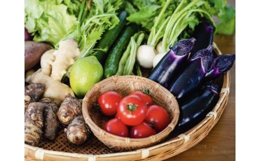 安心で美味しい 季節 お野菜6回 定期便コース 定期便 6回 6か月 半年 野菜 詰め合わせ セット 毎月 6~8品 旬の野菜 やさい ベジタブル キット 季節野菜  国産 人気 半年間 季節 旬 新鮮 定番 やさい 人気 年末年始 クリスマス プレゼント 高知県 安田町 MR-04