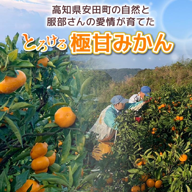 安田生まれはっとり育ち。安田町の「とろけるみかん」５Kg（サイズＬ）早期予約 家庭用 みかん 5kg Lサイズ 柑橘 蜜柑 ゆら早生 文旦 期間限定 季節限定 先行予約 ふるさと納税 人気 年末年始 クリスマス プレゼント 高知 安田町 HT-05