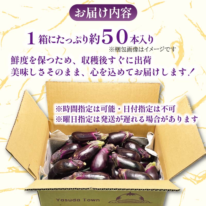 収穫したその日に発送する新鮮ナス便 約50本程度 採れたて なす 約50本 新鮮 小分け 茄子 野菜 旬 やさい 浅漬け 漬物 産地直送 健康 人気 年末年始 クリスマス プレゼント 高知県 安田町 TR-0007