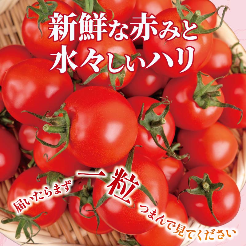 安田町産 愛情たっぷり新鮮トマト3kg 新鮮 トマト 数量限定 詰め合わせ セット 甘い 旬 野菜 3kg 3キロ 採れたて くだもの 夏野菜  ギフト ふるさと納税 人気 年末年始 クリスマス プレゼント 高知県 安田町  TR-04