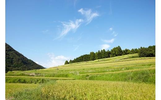 令和7年 新米 ヒノヒカリ 5kg ちょっと野菜の詰め合わせ 令和7年産 米 早期予約 5kg  野菜 セット 詰め合わせ ヒノヒカリ 新米 お米 白米 トマト なす みかん 新鮮 採れたて おこめ  産地直送 人気 年末年始 クリスマス プレゼント 高知県 安田町 TR-02