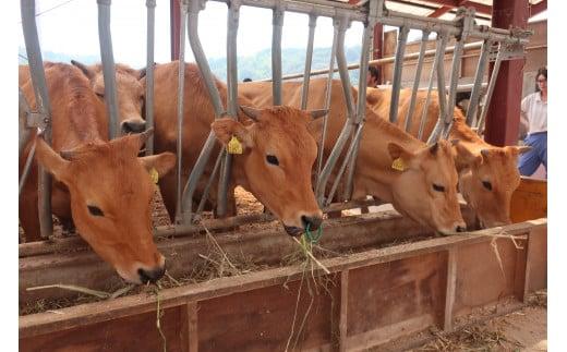 希少 土佐あかうし 定期便 5回 定期便 5回  土佐あかうし 厳選部位 牛肉  もも肉 ローストビーフ すきやき（すき焼き）しゃぶしゃぶ 鍋 ブロック サーロイン ステーキ しゃぶしゃぶ用 スライス カルビ 焼肉用 冷凍 国産 国産牛 和牛 ブランド牛 赤身 お肉 にく 人気 年末年始 クリスマス プレゼント 高知県産 安田町  MT-13