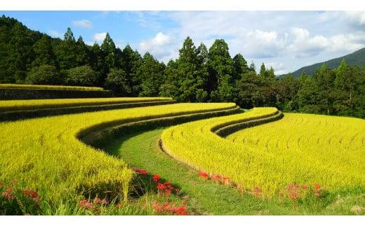 令和7年 新米 ヒノヒカリ 5kg ちょっと野菜の詰め合わせ 令和7年産 米 早期予約 5kg  野菜 セット 詰め合わせ ヒノヒカリ 新米 お米 白米 トマト なす みかん 新鮮 採れたて おこめ  産地直送 人気 年末年始 クリスマス プレゼント 高知県 安田町 TR-02