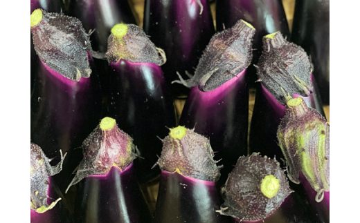 安田町の野菜 ナス トマト 少量セット 定期便 2回 定期便 野菜 トマト 150g×2袋 300g なす5本 野菜定期便 一人暮らし 晩ごはん 少量 使い切り 新鮮 国産 茄子 やさい 人気 年末年始 クリスマス プレゼント 高知県 安田町 TR-17