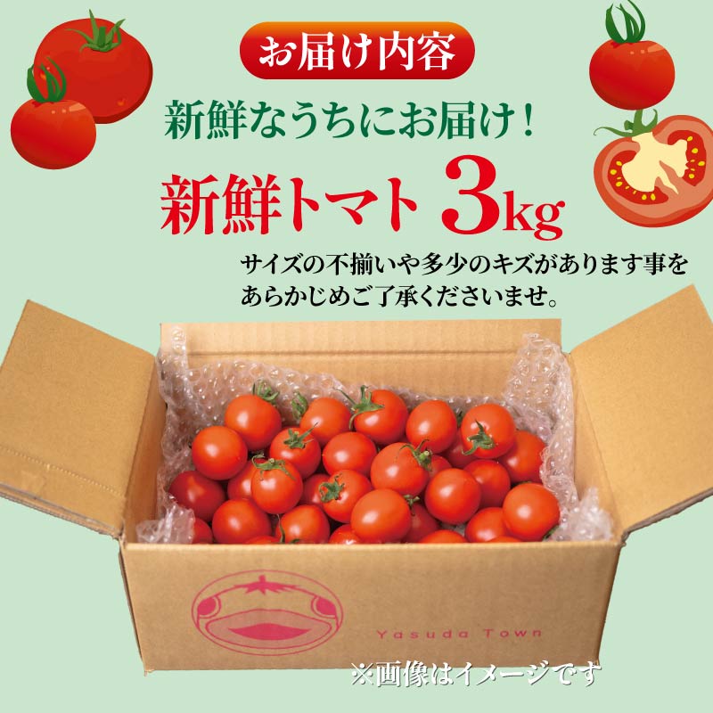 安田町産 愛情たっぷり新鮮トマト3kg 新鮮 トマト 数量限定 詰め合わせ セット 甘い 旬 野菜 3kg 3キロ 採れたて くだもの 夏野菜  ギフト ふるさと納税 人気 年末年始 クリスマス プレゼント 高知県 安田町  TR-04