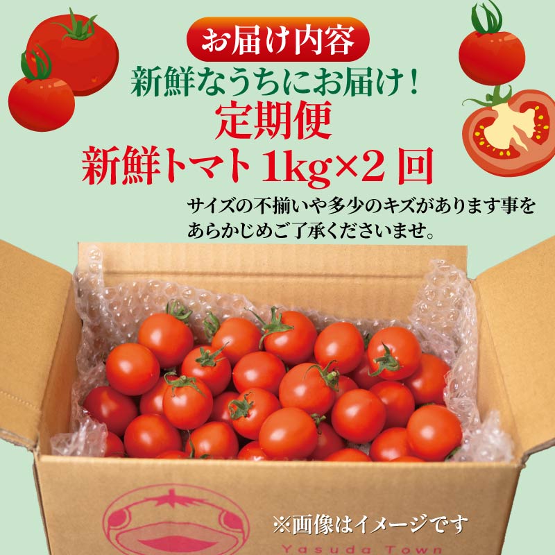 安田町産新鮮トマト 1kg 定期便 2回発送 早期予約 2ヶ月 定期便 トマト 1kg 新鮮 野菜 旬 とまと 夏野菜 期間限定 季節限定 先行予約 ふるさと納税 人気 年末年始 クリスマス プレゼント 高知 安田町 TR-05