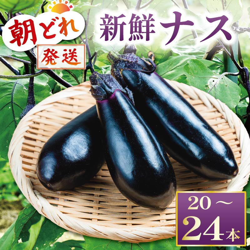 収穫したその日に発送する新鮮ナス 20~24本程度 先行受付 朝採れ ナス 大容量 20本以上 採れたて 産地直送 小分け 大人気 新鮮 旬 野菜 茄子 焼きナス 麻婆 味噌炒め 煮浸し 揚げ浸し 煮付け 人気 年末年始 クリスマス プレゼント KM-01