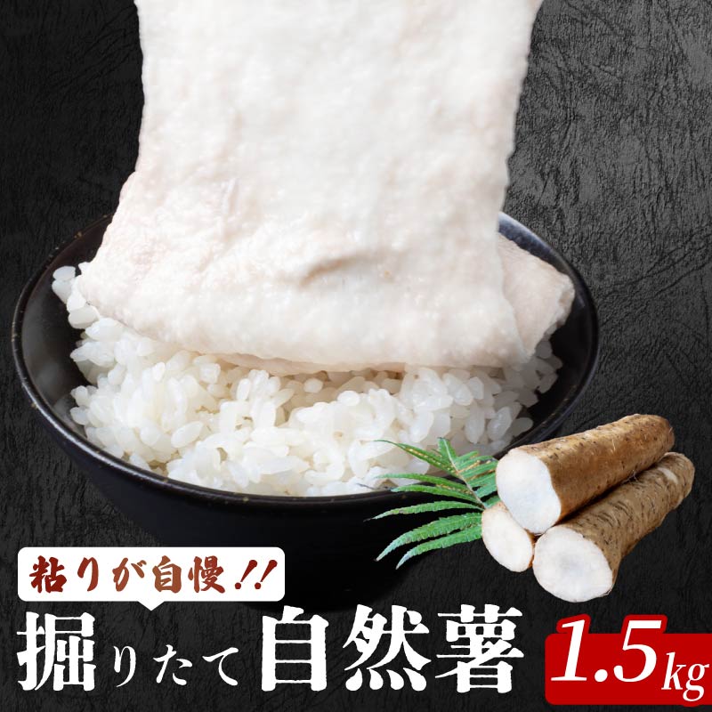 安田町産 粘りが自慢 掘りたて自然薯1.5kg 自然薯 とろろ 1.5kg  採れたて 新鮮 野菜 白米 ご飯のお供 粘り ヘルシー 健康 じねんじょ 希少 ふわふわ もちもち 人気 年末年始 クリスマス プレゼント 高知県 安田町  JN-05