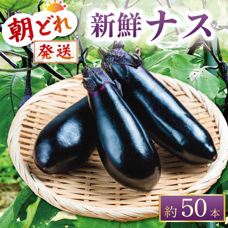 収穫したその日に発送する新鮮ナス便 約50本程度 採れたて なす 約50本 新鮮 小分け 茄子 野菜 旬 やさい 浅漬け 漬物 産地直送 健康 人気 年末年始 クリスマス プレゼント 高知県 安田町 TR-0007