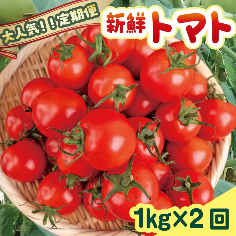 安田町産新鮮トマト 1kg 定期便 2回発送 早期予約 2ヶ月 定期便 トマト 1kg 新鮮 野菜 旬 とまと 夏野菜 期間限定 季節限定 先行予約 ふるさと納税 人気 年末年始 クリスマス プレゼント 高知 安田町 TR-05