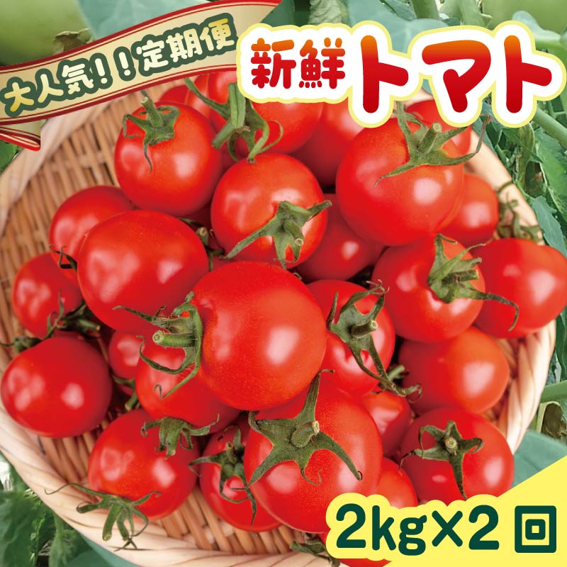 安田町産 新鮮トマト 2kg 定期便 2回 採れたて 新鮮 トマト 2kg 2回 2ヶ月 定期便 農家直送 甘い 濃厚 美味しい 完熟 国産 常温 おかず 惣菜 人気 年末年始 クリスマス プレゼント 高知県 安田町 TR-23