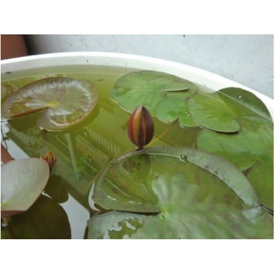 【7月より順次発送予定】北川村モネの庭の『睡蓮』★熱帯性★