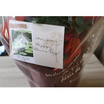 【母の日用】北川村モネの庭から季節の寄せ鉢