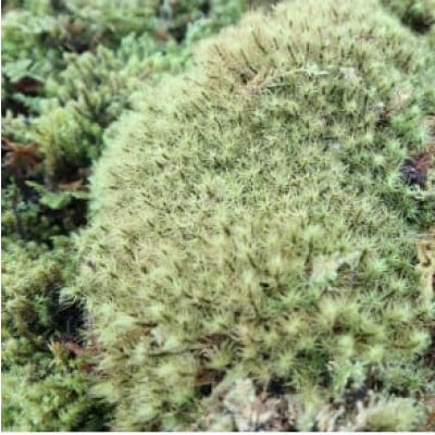 ＜応援してください＞　「いこいの里」の自生苔　34cm×51cmトレー1個分