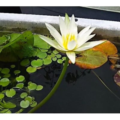 【7月より順次発送予定】北川村モネの庭の『睡蓮』★熱帯性★