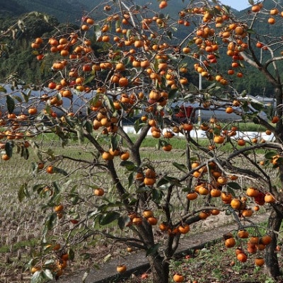 ゆずの郷の村人が作る『干し柿』500g