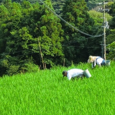 北川村の米〈維新の風〉[5kg×1袋]