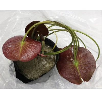 【7月より順次発送予定】北川村モネの庭の『睡蓮』★熱帯性★