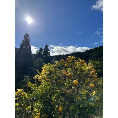 ゆず果汁シロップ Bliss 香る陽の柚子 YUZURI 500ml