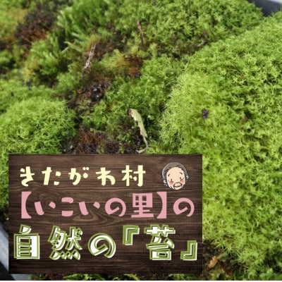 ＜応援してください＞　「いこいの里」の自生苔　34cm×51cmトレー1個分