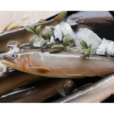 【令和8年6月より発送】天然あゆ　6匹【配送不可地域：離島】