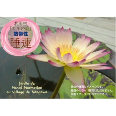 【7月より順次発送予定】北川村モネの庭の『睡蓮』★熱帯性★