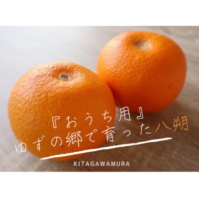 【規格外】北川村の八朔