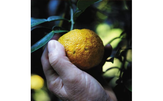  【組合長ぽん酢/360ml×1本】 ポン酢 ぽん酢 ゆずポン酢 ゆず