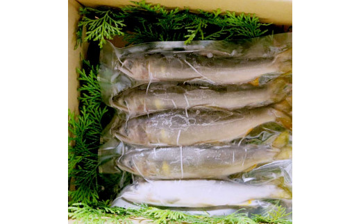 清流安田川の天然鮎（冷凍） 魚介 お取り寄せグルメ