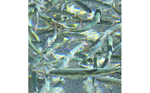 アメゴの稚魚の甘辛唐揚げ「稚魚ウマ」（冷凍)  珍味 B級グ