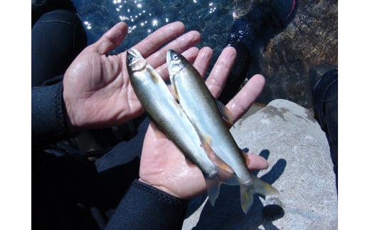 安田川 年間遊漁券（2026年） 高知県 馬路村 釣り 鮎