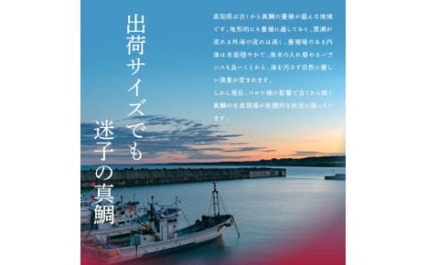 CF-R4tka　海鮮「真鯛の漬け丼の素」1食80g×5P＋「訳ありカツオのたたき」600g以上《迷子の真鯛を食べて応援 養殖生産業者応援プロジェクト》 コロナ応援 惣菜 そうざい冷凍 保存食 小分け パック 高知 海鮮丼 一人暮らし〈高知市共通返礼品〉