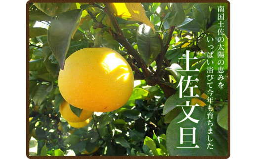 【先行予約】“高知県産”ワケあり土佐文旦（※シミ・キズあり）5kg・サイズおまかせ