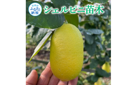 フルーツの木 種なしレモン シェルピニ苗木 柑橘 柑橘苗木 果樹苗木 自家栽培 ガーデニング 家庭菜園 ベランダ栽培 ライムとレモンの香り ヒマラヤン ライムレモン 高知県 芸西村 故郷納税 返礼品 檸檬 lemon 土佐 果物 かんきつ類