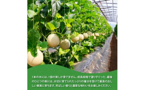 緊急支援　高知県産 最高級マスクメロン＆小玉スイカセット〈南国市共通返礼品〉　【発送期間：4月～12月（9カ月）】【1月～3月は気候温度不安定の為出荷不可となります。】