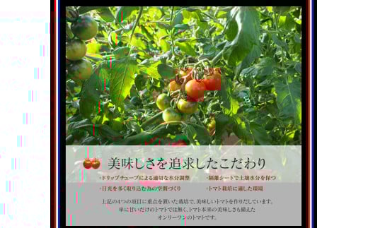 高知産フルーツトマト「メルベーユ」約1.5kg 糖度9度以上！【s-kensyo】数量限定 期間限定 故郷納税 高糖度 野菜 とまと 甘さ ミニトマト　甘い　フルティカ