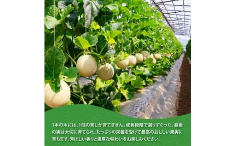 “高知県産”高級マスクメロン（ご家庭用）2玉入【発送期間：4月～12月（9カ月）】【1月～3月は気候温度不安定の為出荷不可となります。】