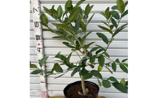 フルーツの木 種なしレモン シェルピニ苗木 柑橘 柑橘苗木 果樹苗木 自家栽培 ガーデニング 家庭菜園 ベランダ栽培 ライムとレモンの香り ヒマラヤン ライムレモン 高知県 芸西村 故郷納税 返礼品 檸檬 lemon 土佐 果物 かんきつ類