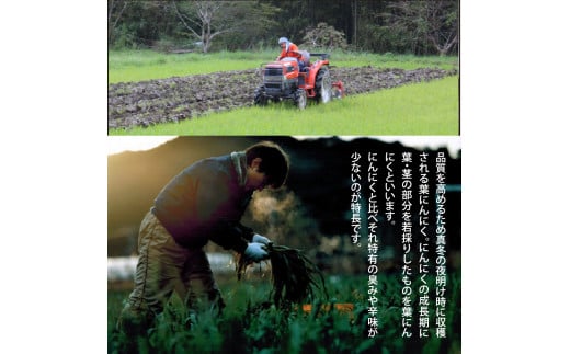 《6ヶ月定期便》芸西村厳選1本釣り本わら焼き「芸西村本気シリーズ〈極〉カツオのたたき（9～11人前）あの有名番組で紹介された有機無添加土佐にんにくぬた・タレ付き」数量限定〈高知市・土佐市共通返礼品〉