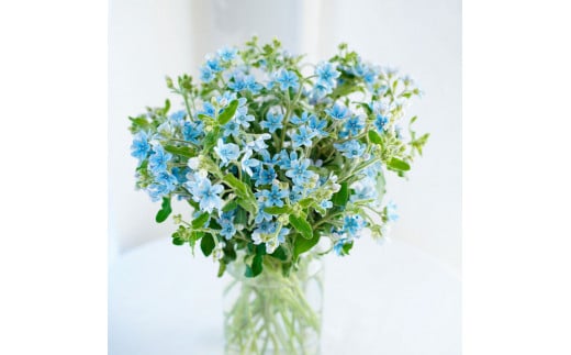 《12ヵ月定期便》 ブルースター 花束 初回花瓶付 定期便 定期コース 全12回 延命剤付き ラッピング 花びん 生花 花束 ブーケ 花 お花 おすすめ 可愛い キレイ おしゃれ 自宅 職場 ギフト